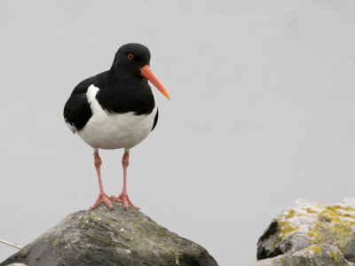 haematopus_ostralegus
