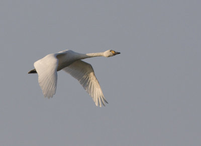 Cygnus bewickii