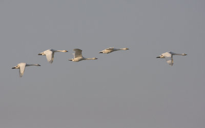 Cygnus bewickii