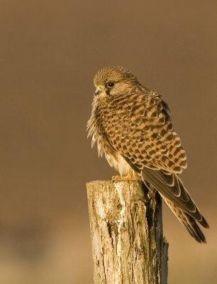 Falco tininculus
