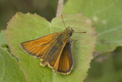 Thymelicus lineola