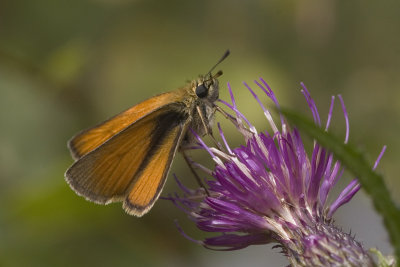 Thymelicus lineola