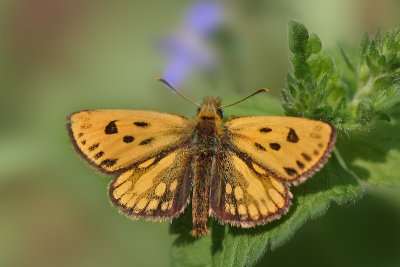 carterocephalus_silvicola