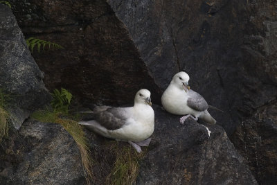 Fulmarus glacialis