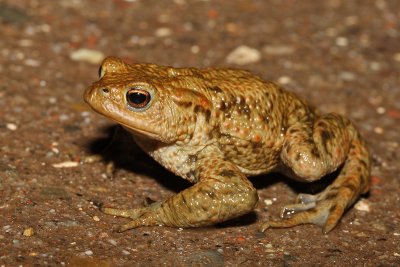 Bufo bufo