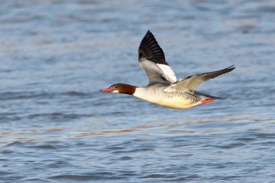 Mergus merganser