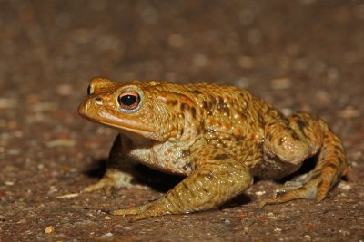 Bufo bufo