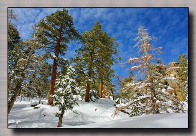 Snow scenery on trail treeking  IMG_2204.JPG