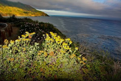 Wild flowers  IMG_9277.JPG