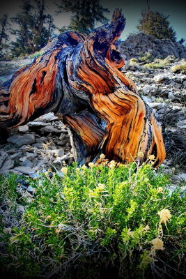 Visit ...Ancient Bristlecone Pine Forest 