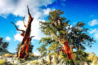 Bristlecone IMG_6980.JPG