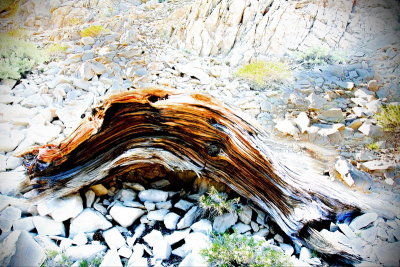 Bristlecone IMG_6983.JPG