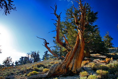 Visit ...Ancient Bristlecone Pine Forest