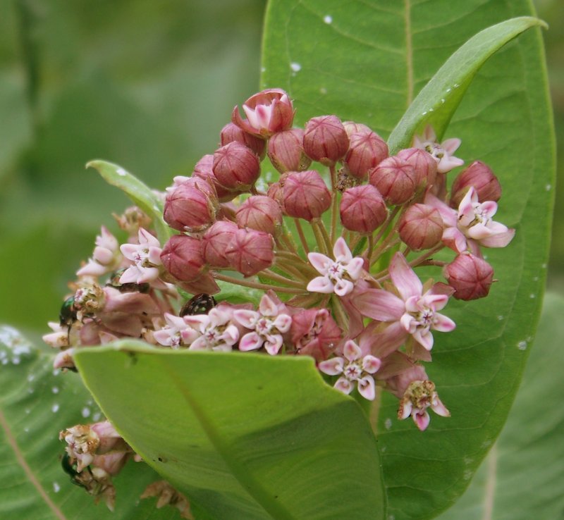 Common Milkweed