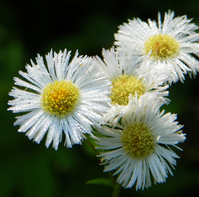 Philadelphia Fleabane