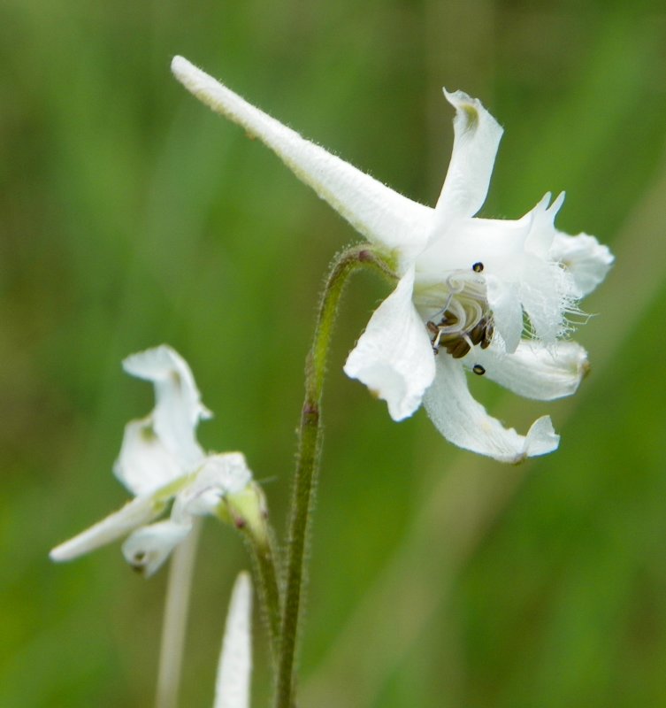 Glade Larkspur