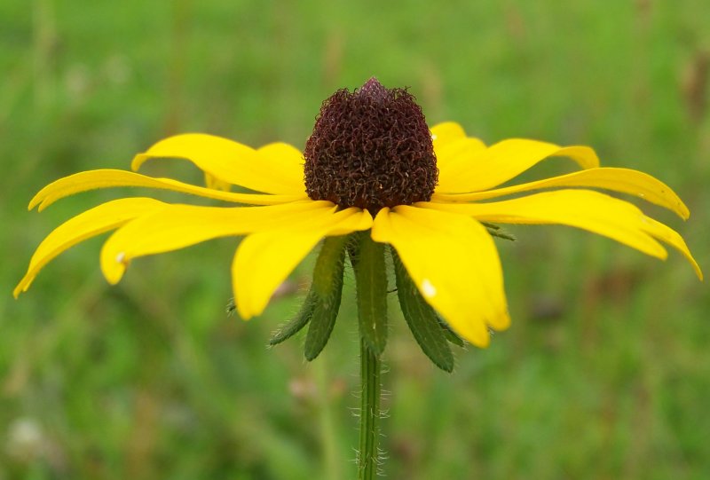 Black-Eyed Susan