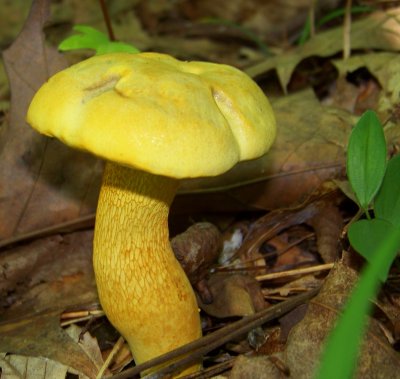 Wild Mushrooms