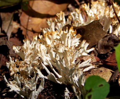 Wild Mushrooms