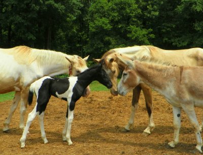 Baby Freedom meets her barn crew