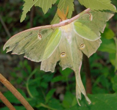 Luna Moth