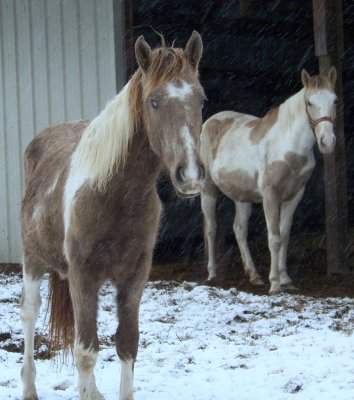Tennessee Walking Horses