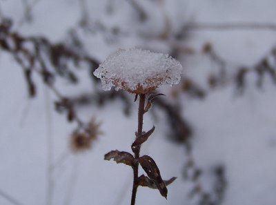 Tall Iron Weed