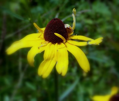 Brown-Eyed Susan