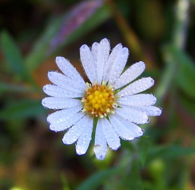White Heath Aster