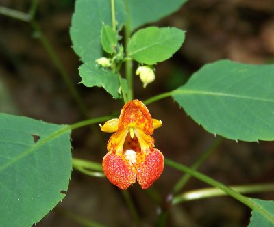 Wild Flowers in East TN