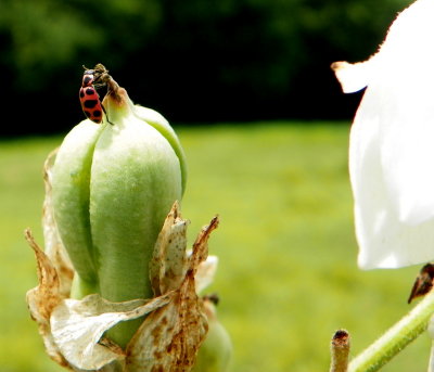 Wildflowers in Middle Tennessee