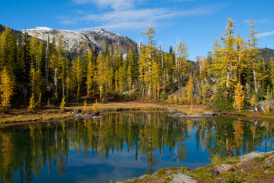 Reflections of the larch