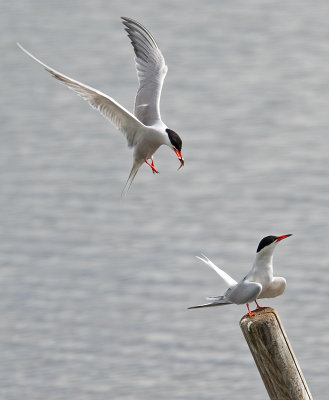 Common Tern  (Sterna Hirundo)