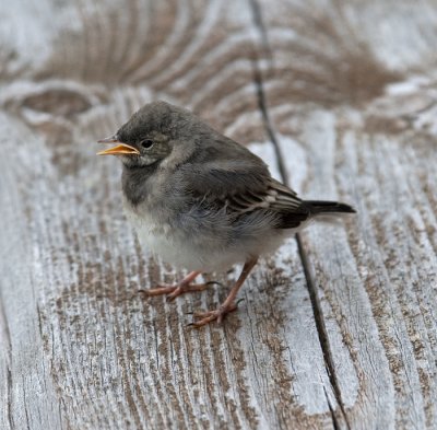 White Wagtail (Motacilla alba)