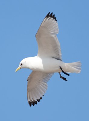 Kittiwake  (Rissa tridactyla)