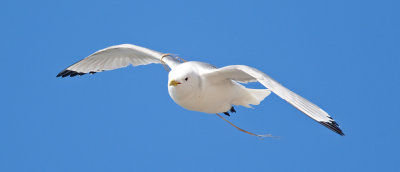 Kittiwake  (Rissa tridactyla)