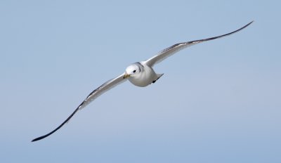 Kittiwake  (Rissa tridactyla)