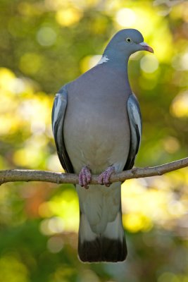 Woodpigeon (Columba palumbus)