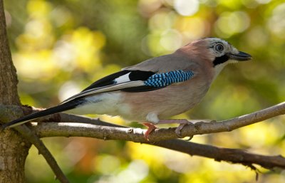 Jay (Garrulus glandarius)