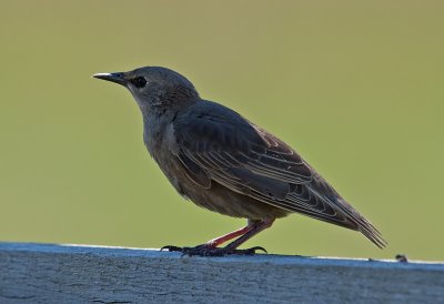Starling (Sturnus vulgaris)
