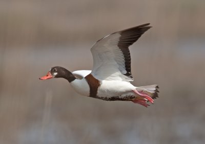 Shelduck  (Tadorna tadorna)