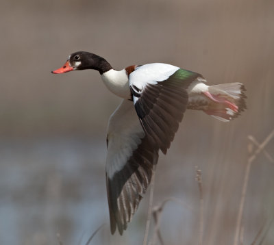Shelduck (Tadorna tadorna)