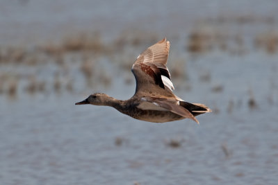 Gadwall (Anas strepera)