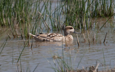 Marbled Duck  (Marmaronetta angustirostris)