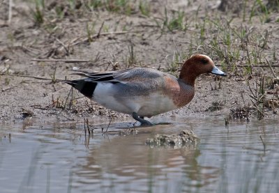 Wigeon (Anas penelope)