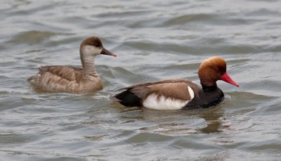 Red-crested Pochard (Netta rufina)