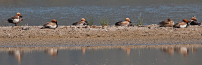 Red-crested Pochard (Netta rufina)