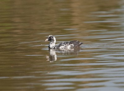 Coot (Fulica atra)