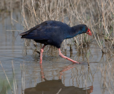 Purple Gallinule (Porphyrio porphyrio)