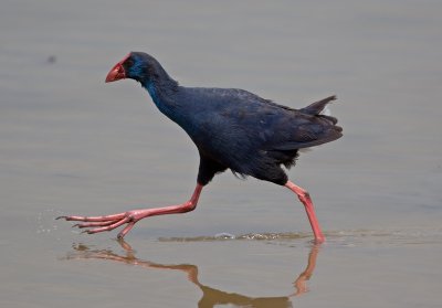 Purple Gallinule (Porphyrio porphyrio)